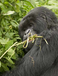 gorilla